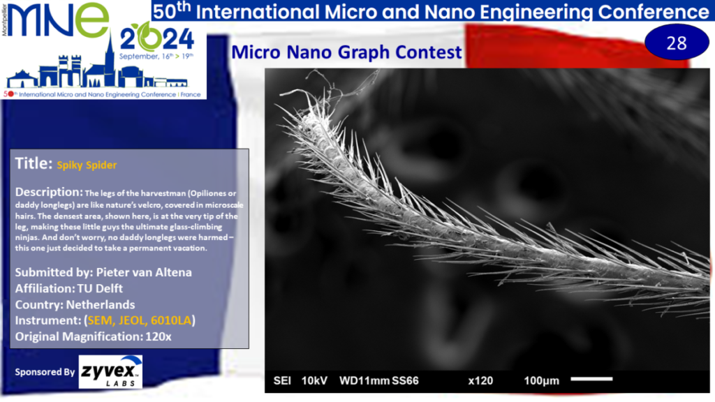 "Spiky Spider", A micrograph contest entry submitted by Pieter van Altena from TU Delft in the Netherlands.