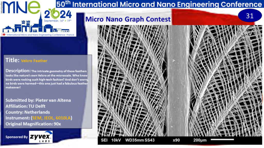 "Velcro Feather", A micrograph contest entry submitted by Pieter van Altena from TU Delft in the Netherlands.
